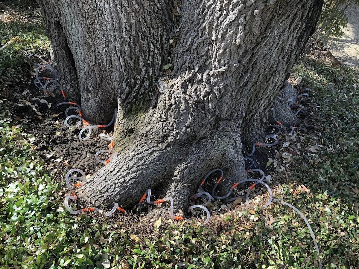 Detailed Tree Cabling and Bracing job site in Nordland