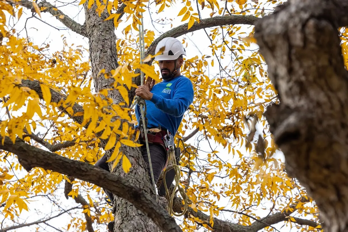 Skilled Emergency Tree Service crew working in Nordland